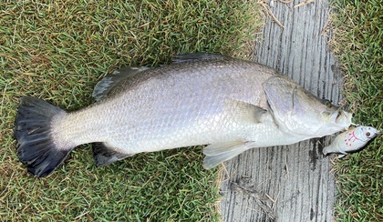バラマンディ釣り堀に行ってみた その18 また破壊の日
