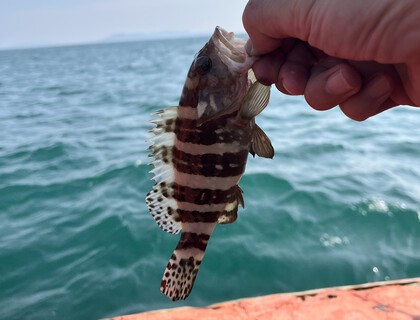 タイで海釣りに行ってみた その14 パタヤで五目釣り