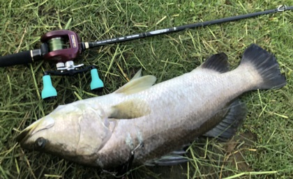 バラマンディ釣り堀に行ってみた その8  自己記録出たぁ