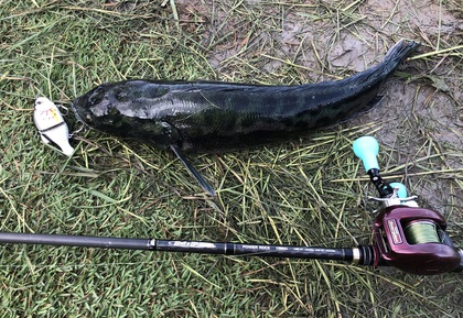 バラマンディ釣り堀に行ってみた その8  自己記録出たぁ