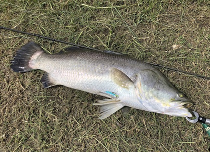 バラマンディ釣り堀に行ってみた その8  自己記録出たぁ