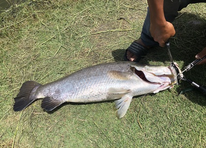 バラマンディ釣り堀に行ってみた その8  自己記録出たぁ
