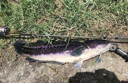 バラマンディ釣り堀に行ってみた その8  自己記録出たぁ