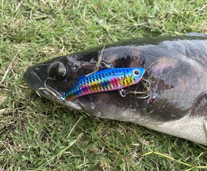 バラマンディ釣り堀に行ってみた　その3
