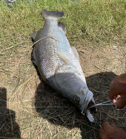 バラマンディ釣り堀に行ってみた　その3