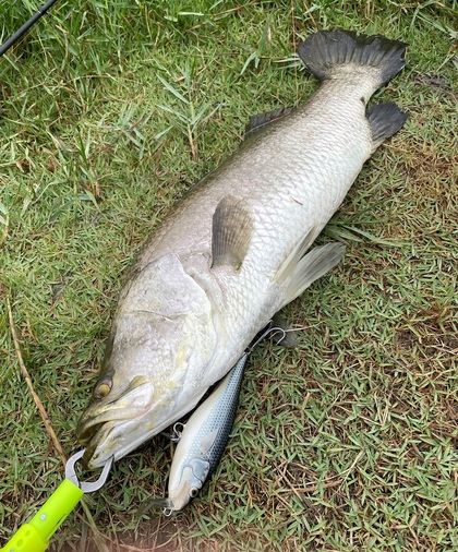 バラマンディ釣り堀に行ってみた　その4