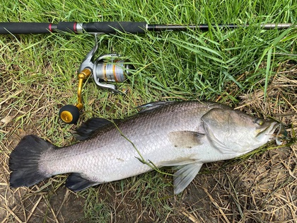 バラマンディ釣り堀に行ってみた　その4