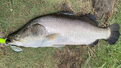 バラマンディ釣り堀に行ってみた　その4