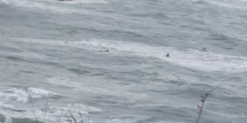 浜の風―「謹賀新年」