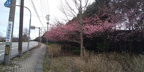 やっぱりいいなー。春