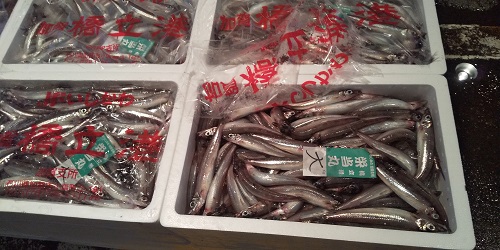 底引き網漁解禁