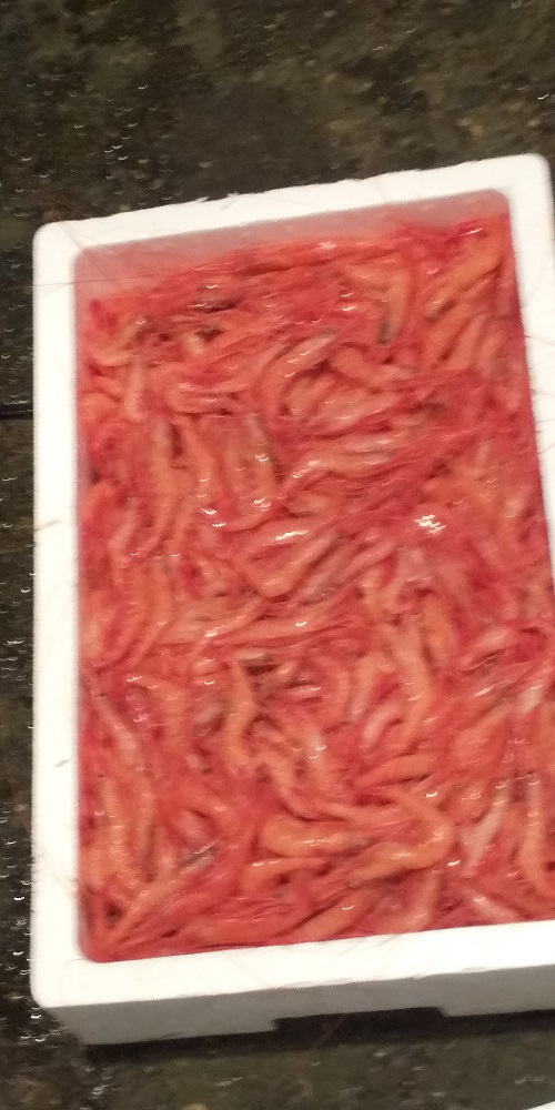 底引き網漁解禁