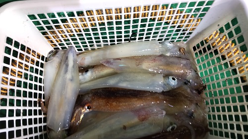 鯛ラバ便出てきました。大鯛ン・・・？。おおタラ(;´д｀)トホホ