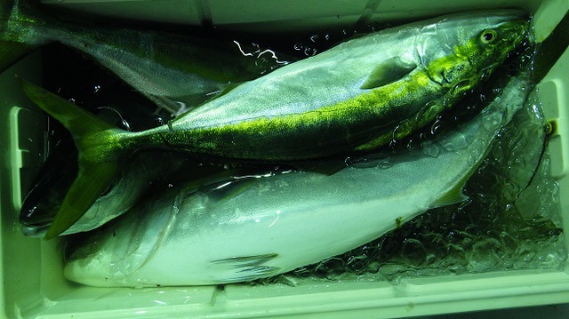秋は半夜釣りが面白い