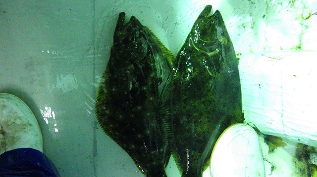 秋は半夜釣りが面白い