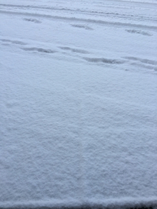 雪かき 2017/01/15 09:54:40