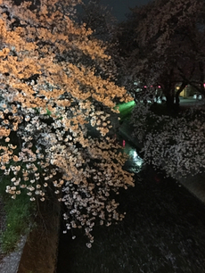 桜 2019/04/07 20:11:51