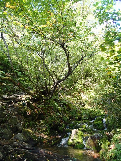 9月 紅葉の始まり 針ノ木・鹿島槍縦走①扇沢～針ノ木峠