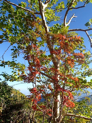 9月 紅葉の始まり 針ノ木・鹿島槍縦走①扇沢～針ノ木峠