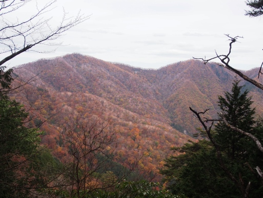 11月上旬 紅葉の奥多摩～金袋山､ウトウの頭、酉谷山①