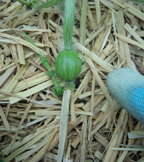 みのかさごの家庭菜園 スイカ受粉成功か