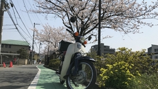 カブでちょいと花見ツー 2018/04/01 10:06:33