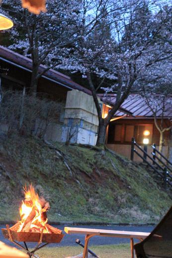 グリーンウッド関ヶ原で花見キャンプ② 焚き火と夜桜