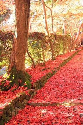 紅葉狩り