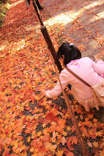 紅葉狩り