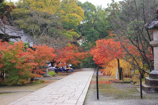 紅葉狩り