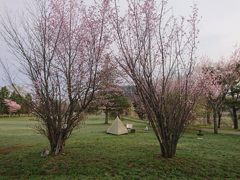 令和GW最終日 桜と白テントでソロキャンプ 上芦別公園