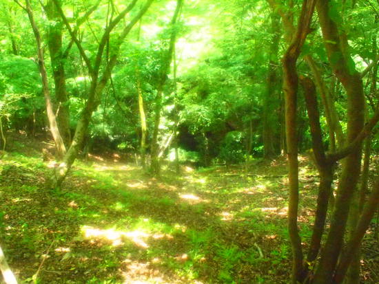 今年初山行「鍋割山（なべわりやま）」＜丹沢＞2015/05/31