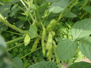 秋の野菜