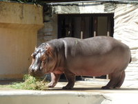 上野動物園　　　2015.9.