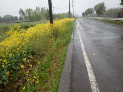 RUNING　の練習は高速道路の側道が　　いいみたい。。