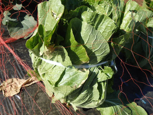 久々に畑に行ったら野菜が大きくなってました。。