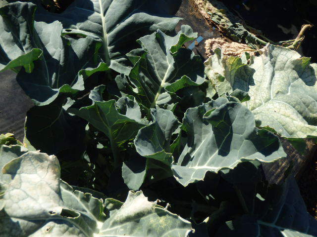 久々に畑に行ったら野菜が大きくなってました。。