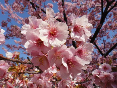 荒川ＣＲで葛西臨海公園へ♪