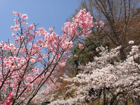 桜満開！岩殿山～稚児落し