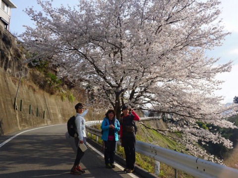 桜満開！岩殿山～稚児落し