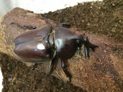 コレクション カブトムシ ツノ 3 本