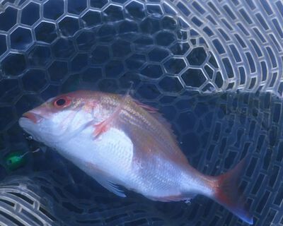 太刀魚　　これが釣れると富山湾の夏の訪れを感じますね。