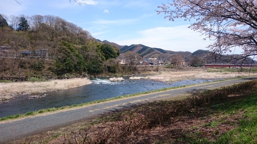 渡良瀬川に行ってきました.(桜満開！）