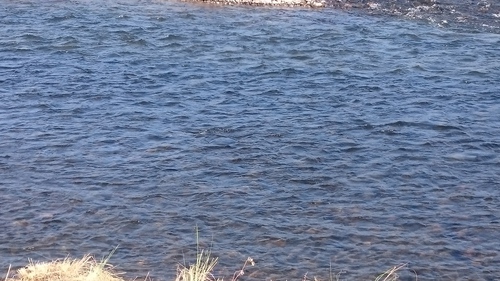 渡良瀬川で鮭釣りを見てきました.(サケ資源有効利用調査)