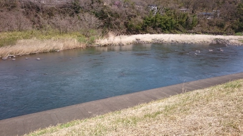 渡良瀬川に行ってきました.(桜満開！）