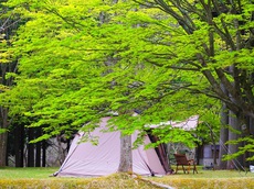 新緑の津谷キャンプ場