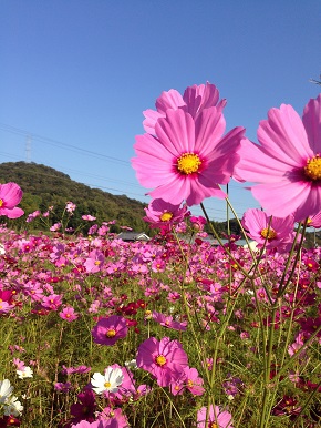 高御位山