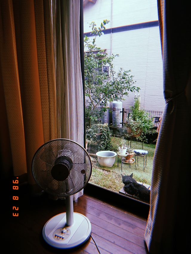 8/23 綿の花しべ開く[72候]