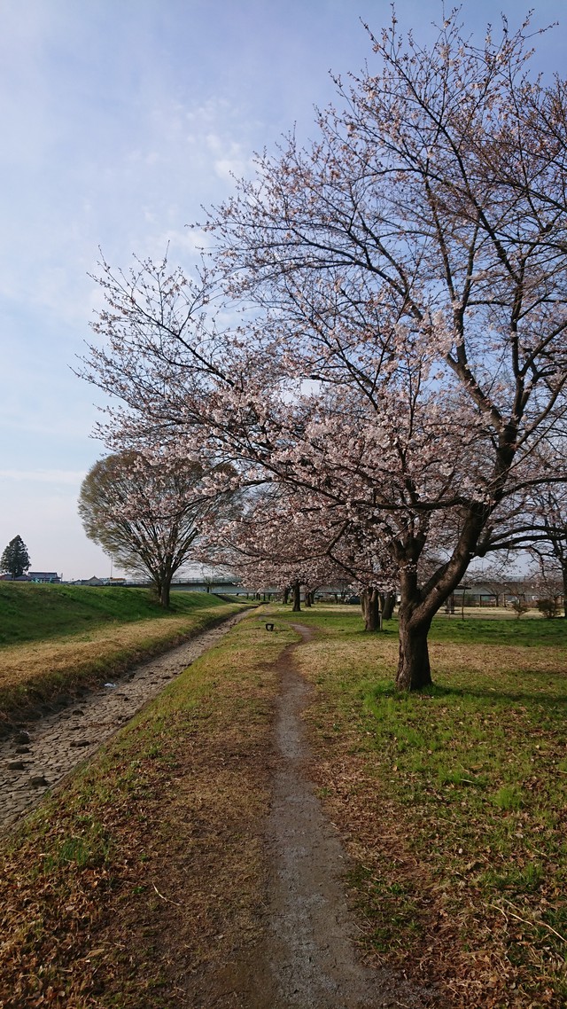 3/25 期末迫るなか季節が進む