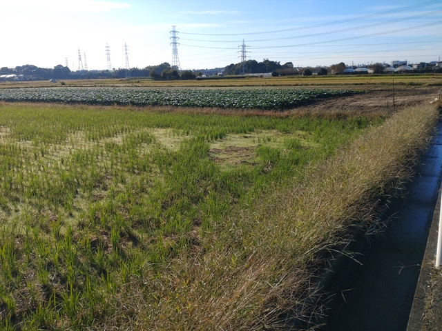 10/27 けんちん汁をつくる